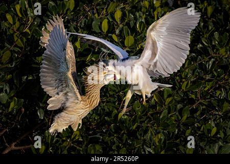 Black Crowned Night Herons - Erwachsener Reiher füttert das junge Küken in dem von Mangroven umgebenen Nest. Stockfoto