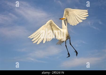 Great Egret Flug - Great Egret in einer anmutigen Flugposition. Die große Flügelspanne der Großen Egrets sieht fast wie Engelwurz aus, wenn sie sich ausbreiten. Das große weiße B Stockfoto