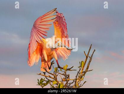 Roseate Spoonbill mit wunderschöner Engelsflügelposition, wenn er zur Landung kommt. Dieses Bild ist auch in Schwarzweiß verfügbar. Um Added anzuzeigen Stockfoto