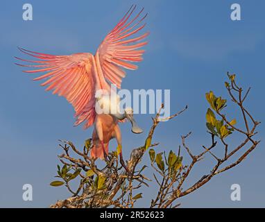 Roseate Spoonbill mit wunderschöner Engelsflügelposition, wenn er zur Landung kommt. Dieses Bild ist auch in Schwarzweiß verfügbar. Zum Anzeigen von Hinzufügungen Stockfoto