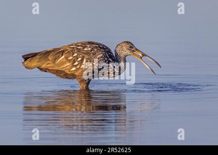 Limpkin Fütterungsschnecke - der Limpkin-Vogel isst am Ufer eine frisch gefischte Apfelschnecke. Dieses Bild ist auch in Schwarz und Weiß verfügbar Stockfoto