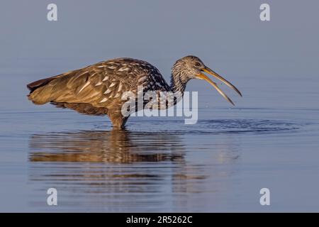 Limpkin Frühstücksfütterung - der Limpkin-Vogel isst am Ufer eine frisch gefischte Apfelschnecke. Dieses Bild ist auch als schwarzes A verfügbar Stockfoto