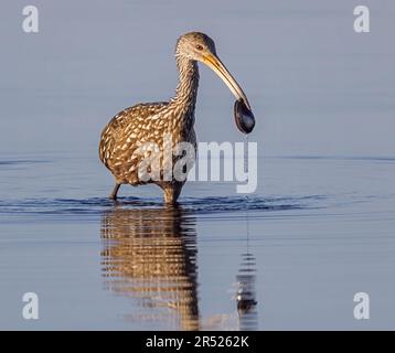 Limpkin Apple Snail: Limpkin Bird fischt zum Frühstück eine Apfelschnecke. Dieses Bild ist auch in Schwarzweiß verfügbar. Um weitere Bilder anzuzeigen Stockfoto