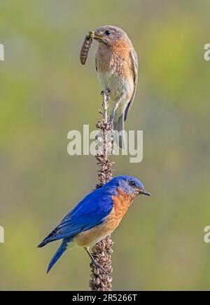 Mr. Und Mrs. Bluebird, männlicher und weiblicher östlicher Bluebird, hoch oben in der Nähe ihres Nests, mit dem Weibchen, das eine Raupe in ihrem Schnabel hielt. Stockfoto