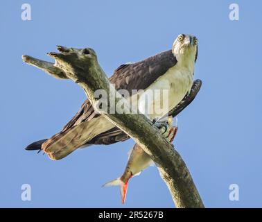 Fischadler mit frischem Fang - Fischadler auf einem Ast. Er ist dabei, seinen frisch gefangenen Fischkopf zu essen. Wenn er fertig ist, den Kopf zu essen, dann ist er tot Stockfoto