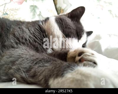 Nahaufnahme, die das süße Detail der Pfote einer schlafenden Katze einfängt. Stockfoto