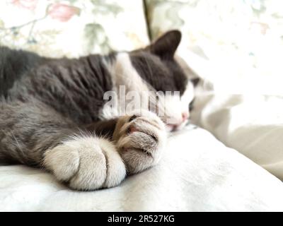 Nahaufnahme, die das süße Detail der Pfote einer schlafenden Katze einfängt. Stockfoto