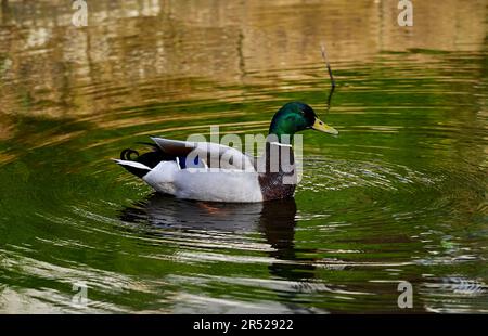 Männliche Stockente auf einem ruhigen Fluss mit kreisförmigen Wellen und grünen Reflexionen. Stockfoto