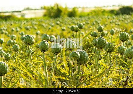 Frische Artischocken mit angehenden Blütenknospen, die am Tag auf dem Ackerfeld in der Sonne vor verschwommener Landschaft wachsen Stockfoto