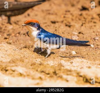 Draht-angebundene Schwalbe Stockfoto