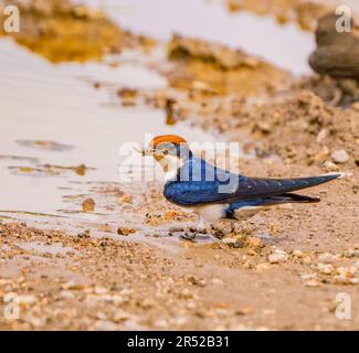 Draht-angebundene Schwalbe Stockfoto