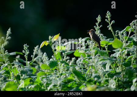 Ein singender männlicher Marsh Warbler in den Blackberry-Büschen im frühen Morgenlicht Stockfoto