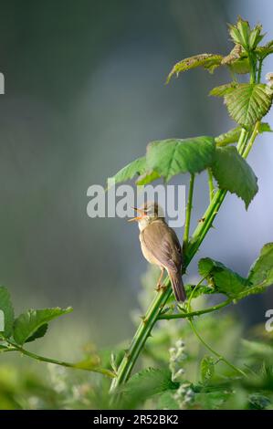 Ein singender männlicher Marsh Warbler in den Blackberry-Büschen im frühen Morgenlicht Stockfoto