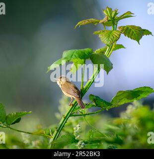 Ein singender männlicher Marsh Warbler in den Blackberry-Büschen im frühen Morgenlicht Stockfoto