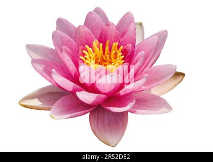 Rosa Wasserlilie isoliert auf weißem Hintergrund Stockfoto