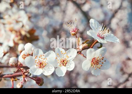 Naturhintergrund blühender rosa Apfel- oder Kirschblüten Stockfoto