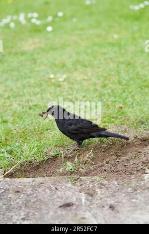 Der Amsel (Turdus Marula) ist ein Gartenbesucher, der in der Nähe von Menschen recht zahm ist, insbesondere wenn die Person den Boden umdreht, hier gesehen mit einem Stockfoto