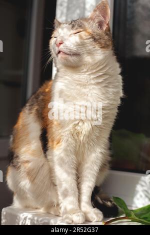 Die Katze ruht sich auf dem Tisch und genießt die Sonne Stockfoto