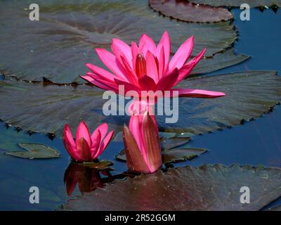 Zoologischer Botanischer Garten, Wilhelma Stuttgart, Wasserlilie (Nymphaea Colorata) Teich, bunte Wasserlilie, Blauer Nillilie Stockfoto