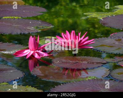 Zoologischer botanischer Garten Wilhelma Stuttgart, Seerosenteich, Rosa Seerosse (Nymphaea rubra) in Blüte Stockfoto