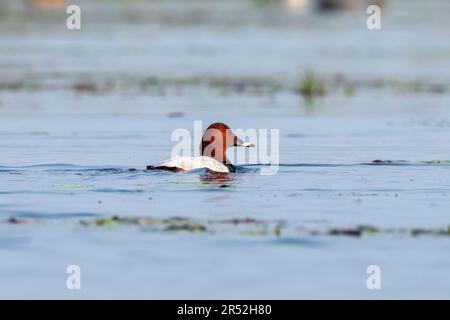 Gemeine Pochard (Aythya ferina) eine mittelgroße Taucherente, beobachtet in Gajoldaba in Westbengalen, Indien Stockfoto