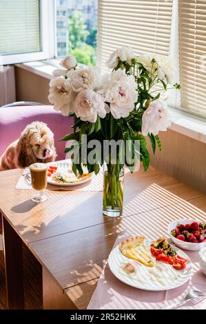 Der Hund sitzt auf einem Stuhl am Tisch. Ein wunderschöner Strauß Pfingstrosen steht in einer Vase auf dem Tisch. Frühstückskonzept. Stockfoto