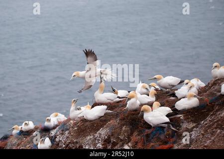 Nördlicher Gannet (Morus bassanus), Vogel fliegt über Zuchtkolonie und wird von Konspezialisten angegriffen, Helgoland, Schleswig-Holstein, Deutschland Stockfoto