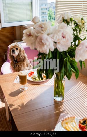 Der Hund sitzt auf einem Stuhl am Tisch. Ein wunderschöner Strauß Pfingstrosen steht in einer Vase auf dem Tisch. Frühstückskonzept. Stockfoto