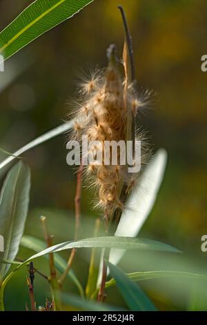 Samen von Oleander (Nerium Oleander), Bayern, Deutschland Stockfoto