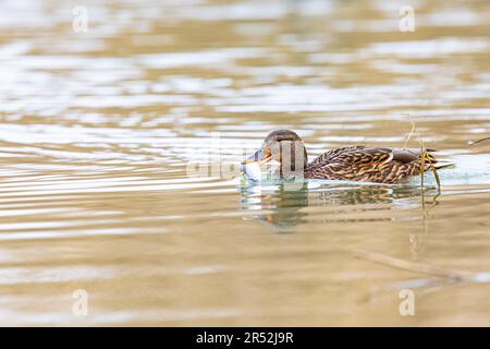 Stockente (Anas Platyrhynchos) weiblich, Deutschland Stockfoto