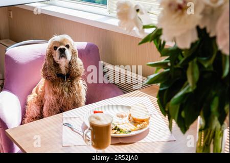 Der Hund sitzt auf einem Stuhl am Tisch. Ein wunderschöner Strauß Pfingstrosen steht in einer Vase auf dem Tisch. Frühstückskonzept. Stockfoto