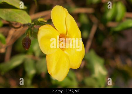 Eine Nahaufnahme einer großen gelben, fünfblütigen Blume, die die lebendige Schönheit der Goldenen Trompete Vine zeigt, wissenschaftlich bekannt als Allamandra C. Stockfoto