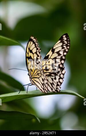 Schmetterling aus Reispapier (Idea leuconoe) Stockfoto