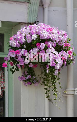 DARTMOUTH, DEVON, UK - JULI 29 : schöner Hängekorb in Dartmouth am 29. Juli 2012 Stockfoto