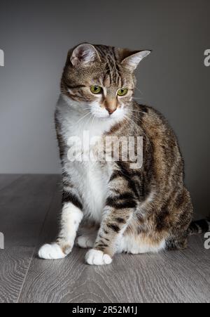 Porträt einer dreifarbigen Hauskatze Stockfoto