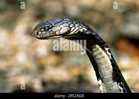 King Cobra (Ophiophagus hannah) Captive, der Madras Crocodile Bank Trust und Zentrum für Herpetologie in der Nähe von Chennai, Tamil Nadu, Südindien, Indien, Asien Stockfoto