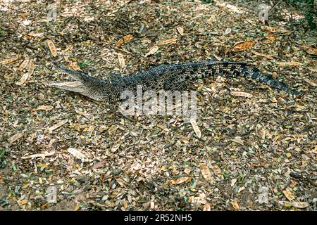 Siamkrokodil (Crocodylus siamensis) kritisch gefährdet, gefangen, Madras Crocodile Bank Trust und Zentrum für Herpetologie in der Nähe von Chennai Stockfoto