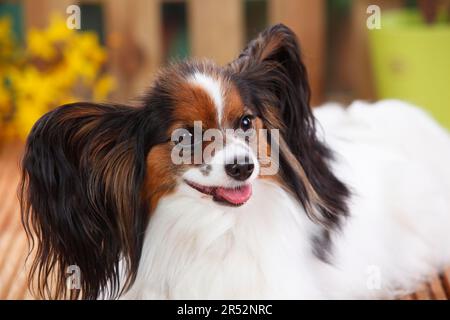 Papillon, Schmetterlingshund, kontinentaler Zwergspaniel Stockfoto