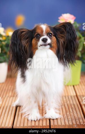 Papillon, Schmetterlingshund, kontinentaler Zwergspaniel Stockfoto