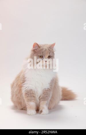 Britische Langhaarkatze, Flieder-schildpatt-weiß, Highlander, Lowlander, Britanica, BLH Stockfoto
