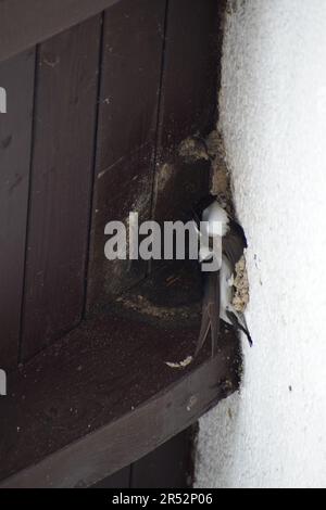 Schwalben bauen ein Nest Stockfoto