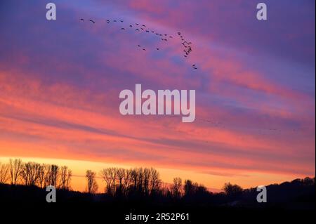 Eine Herde von Wildgänsen, die im Morgengrauen fliegen, Niederrhein, Nordrhein-Westfalen, Deutschland Stockfoto