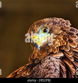 Bateleur (Terathopius ecaudatus), juvenil, männlich, gefangen, Porträt, England, Großbritannien Stockfoto