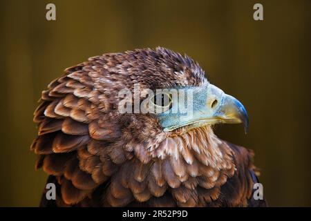 Bateleur (Terathopius ecaudatus), juvenil, männlich, gefangen, Porträt, England, Großbritannien Stockfoto