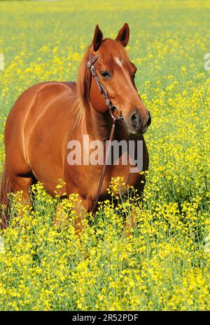 American Quarter Horse, Mare/Sorrell Stockfoto