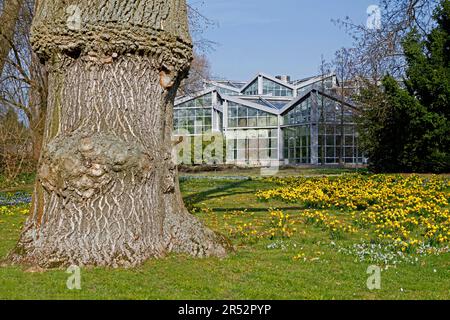 Weißasche (Fraxinus americana), Palmengarten, Frankfurt am Main, Weißasche, Deutschland Stockfoto