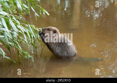 Europäischer Biber (Castor fiber), Jungtier, Rosenheim, Bayern, Deutschland Stockfoto