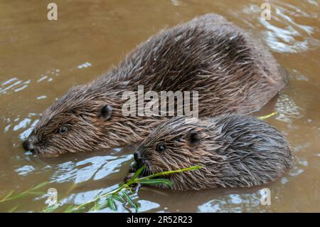 Europäischer Biber (Castor fiber) mit Jungbiber, Rosenheim, Bayern, Deutschland Stockfoto