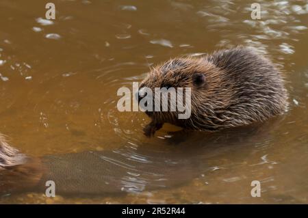Europäischer Biber (Castor fiber), Jungtier, Rosenheim, Bayern, Deutschland Stockfoto