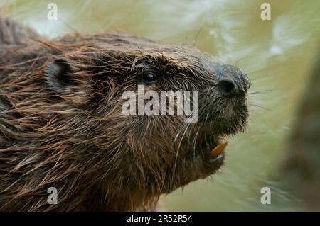 Europäischer Biber (Castor fiber), Rosenheim, Bayern, Deutschland Stockfoto